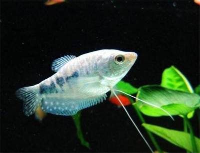 曼龍魚能長多大，觀賞魚能長多大，：曼龍魚的體型可以長多大，曼龍魚的性別會影響它們的體型