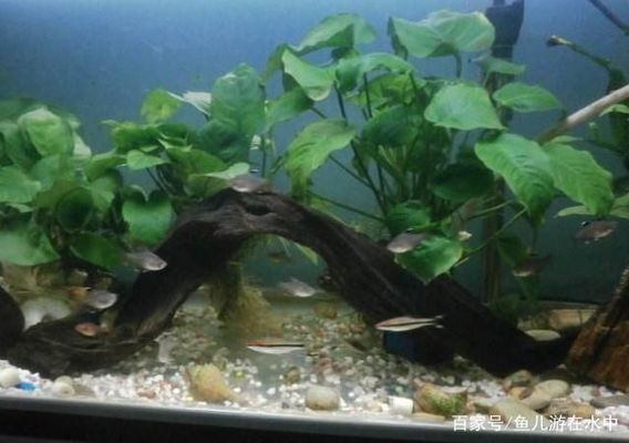 龍魚哪個(gè)品種好看又好養(yǎng)（金龍魚、銀龍魚、高背金龍魚和青龍魚混養(yǎng)注意事項(xiàng)）