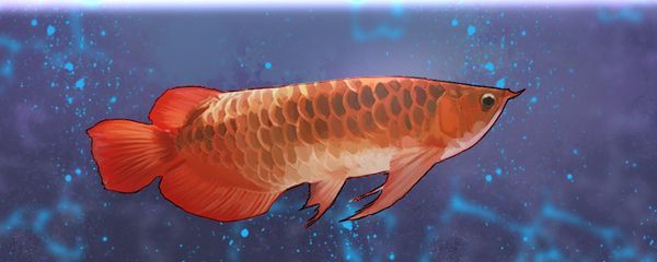 半紅龍魚常見疾病的預防：半紅龍魚健康管理技巧