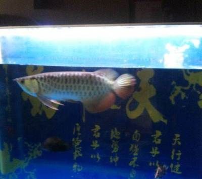 龍魚虎魚水溫多少適合養大:龍魚和虎魚的適宜水溫范圍 龍魚百科 第1張 龍魚虎魚水溫多少適合養大:龍魚和虎魚的適宜水溫范圍 龍魚虎魚水溫多少適合養大:龍魚和虎魚的適宜水溫范圍 龍魚百科 第1張