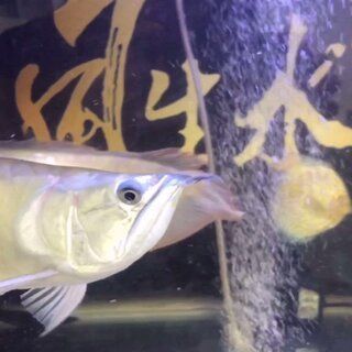 金龍魚成魚多長時間長大一點：金龍魚一年能長多大