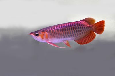 龍魚魚苗批發市場