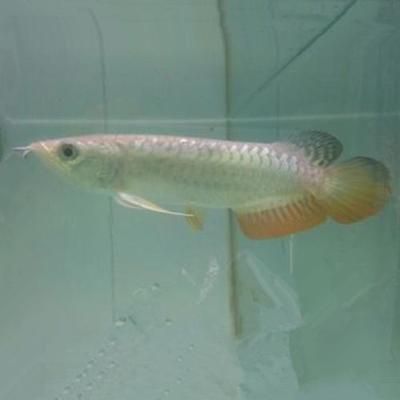 龍魚魚苗批發市場