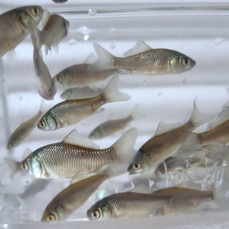 龍魚魚苗批發市場