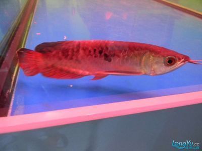 龍魚水霉多久能好：龍魚水霉病復發如何處理龍魚水霉病治療周期因素而異