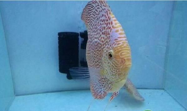 龍魚水霉多久能好：龍魚水霉病復發如何處理龍魚水霉病治療周期因素而異