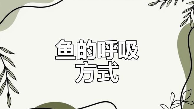 鯉魚(yú)是用肺呼吸的嗎