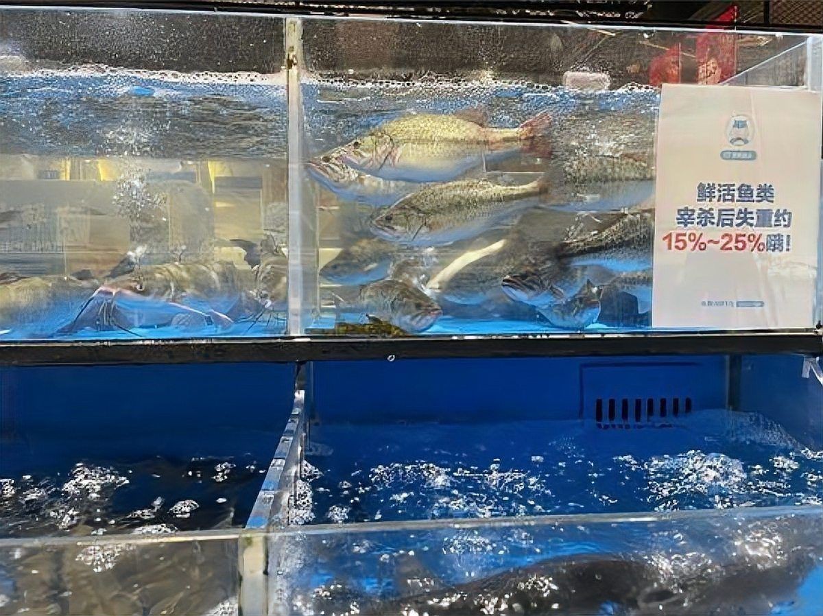 鯉魚(yú)是用肺呼吸的嗎