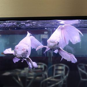 龍魚缸里能養蝴蝶鯉魚嗎視頻：蝴蝶鯉可以和龍魚混養嗎