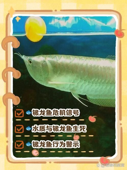 銀龍魚身上有紅點是怎么回事圖片