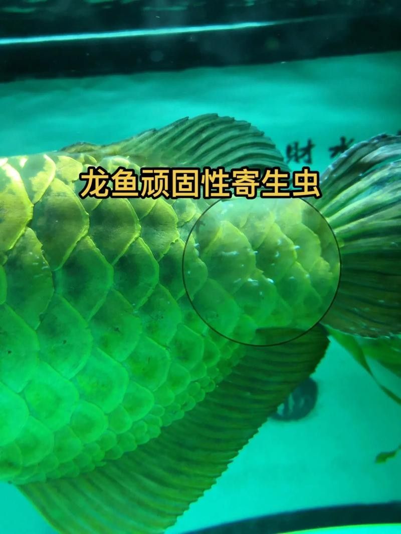 銀龍魚身上有紅點是怎么回事圖片