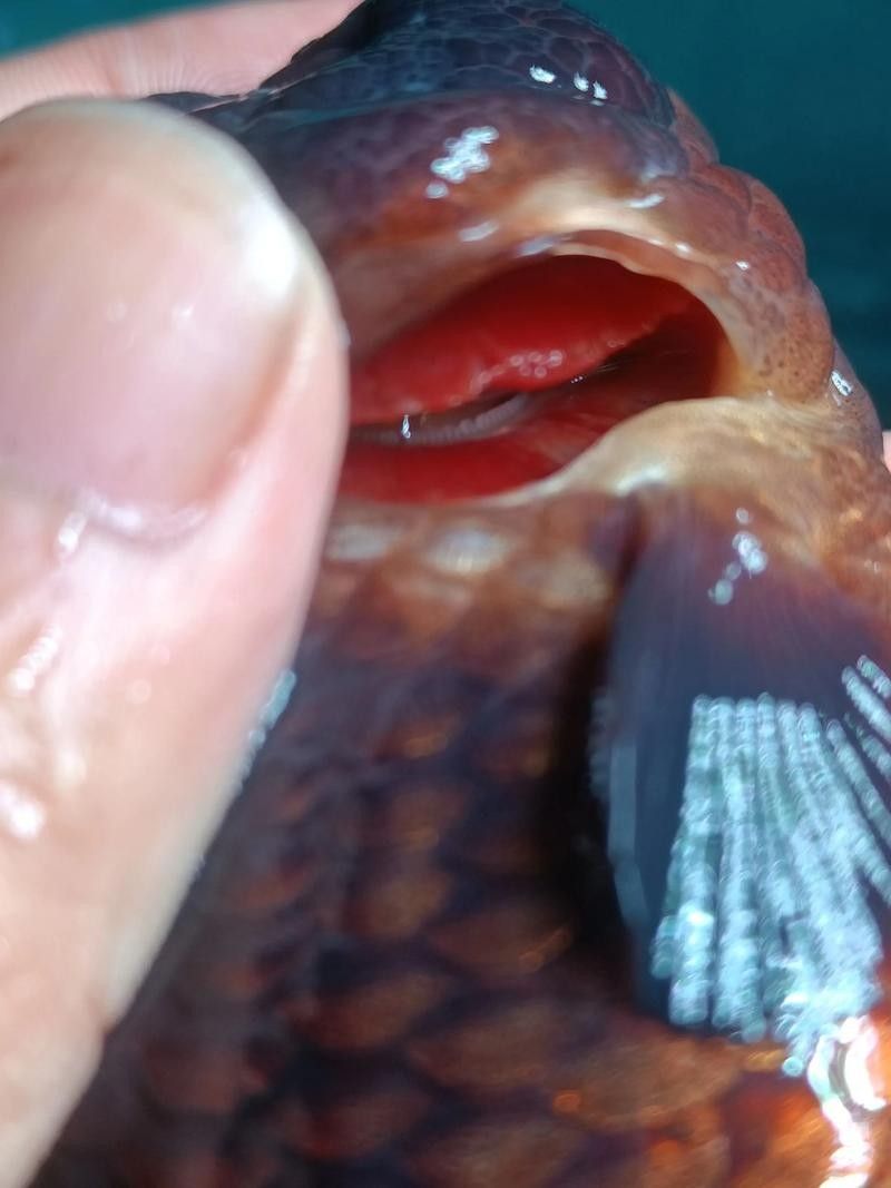 銀龍魚身上有紅點是怎么回事圖片