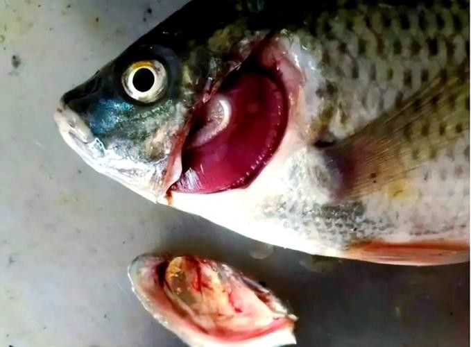 銀龍魚身上有紅點是怎么回事圖片