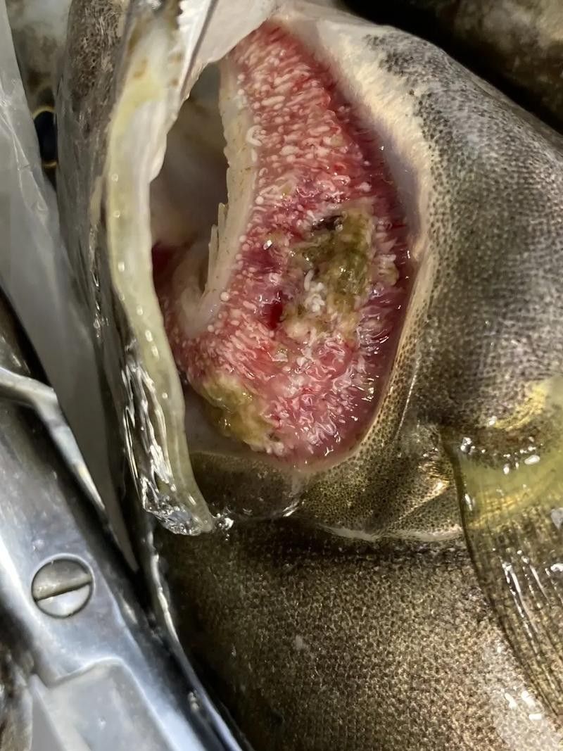 銀龍魚身上有紅點是怎么回事圖片