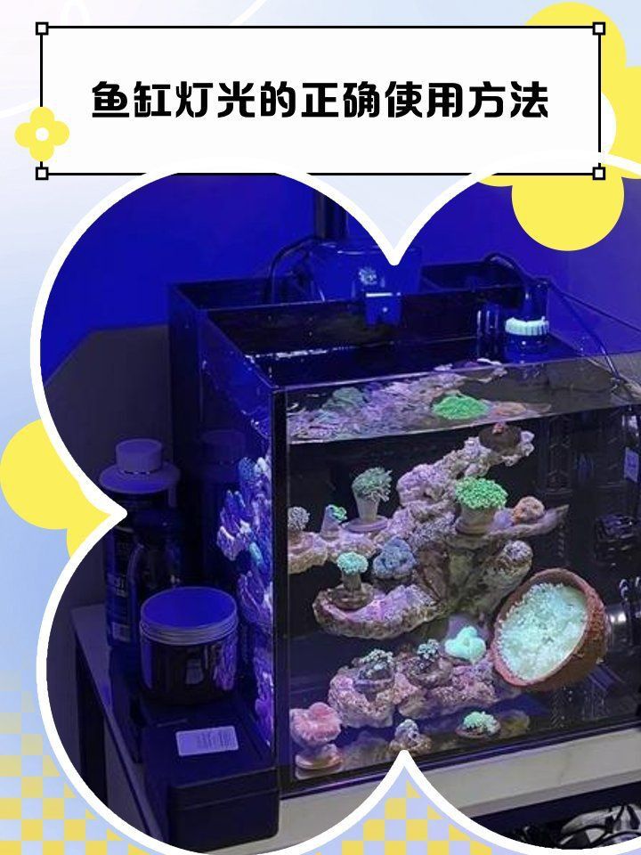 馬印水族增艷燈的擺放與注意事項