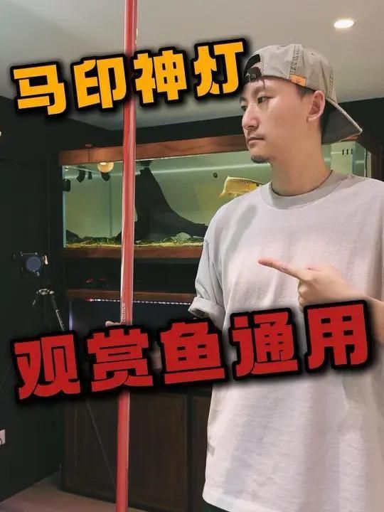 馬印水族增艷燈的擺放與注意事項
