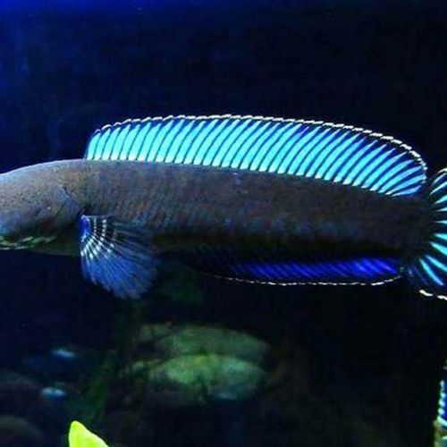 彩虹雷龍魚好看嗎圖片欣賞