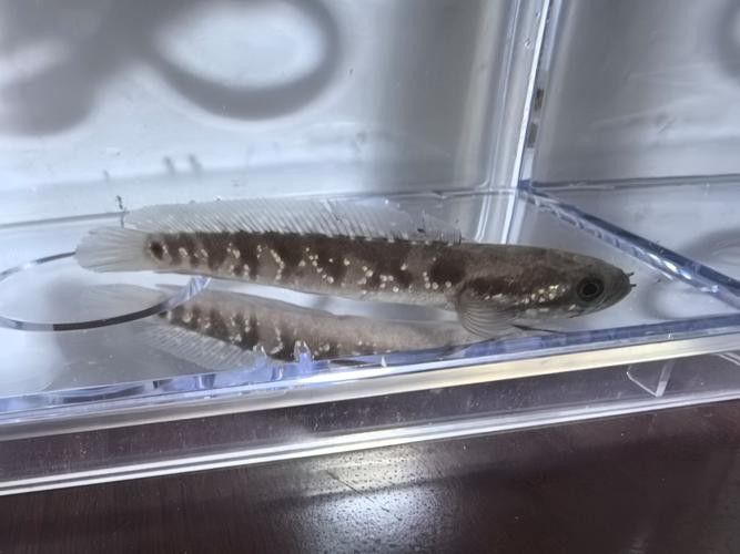 彩虹雷龍魚好看嗎圖片欣賞