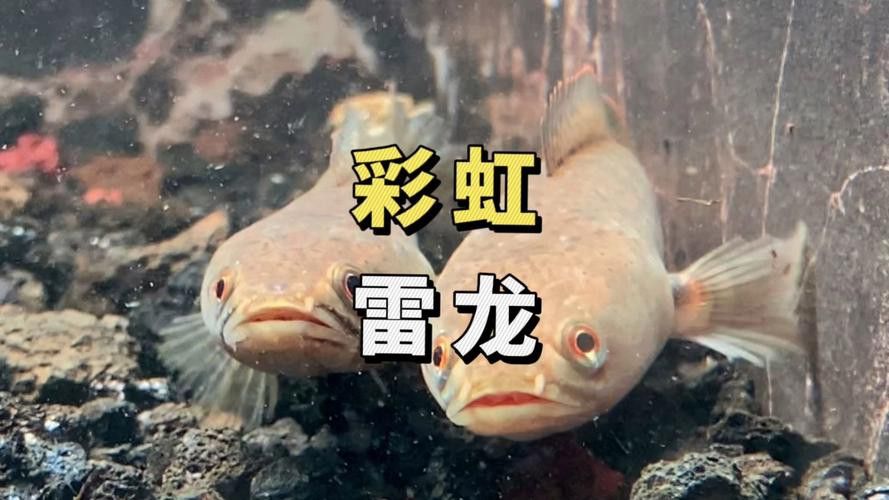 彩虹雷龍魚好看嗎圖片欣賞