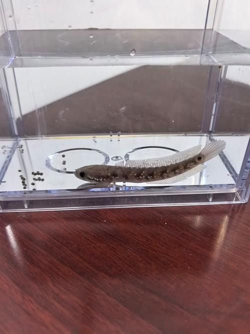 彩虹雷龍魚好看嗎圖片欣賞