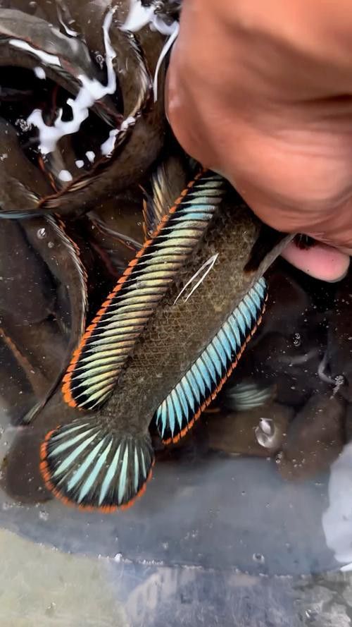 彩虹雷龍魚好看嗎圖片欣賞