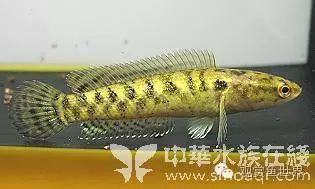 彩虹雷龍魚好看嗎圖片欣賞