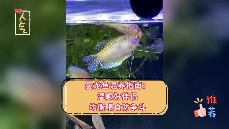 銀龍魚和曼龍魚混養(yǎng)好嗎