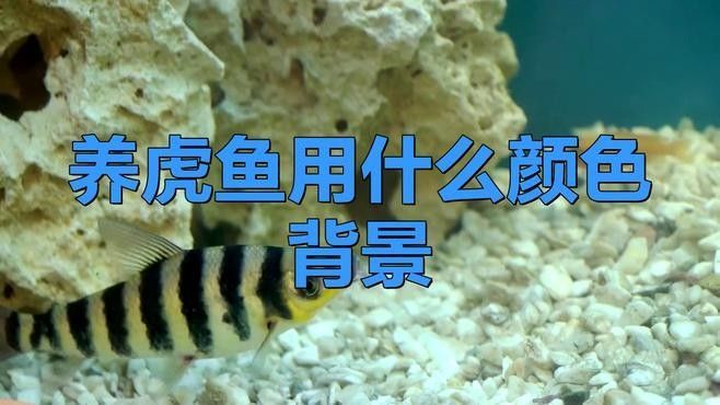 龍魚虎魚混養用什么底色好 龍魚虎魚混養用什么底色好 龍魚百科 第1張