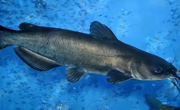 黔龍魚是什么魚種圖片大全