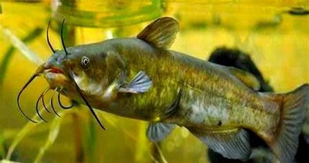 黔龍魚是什么魚種圖片大全