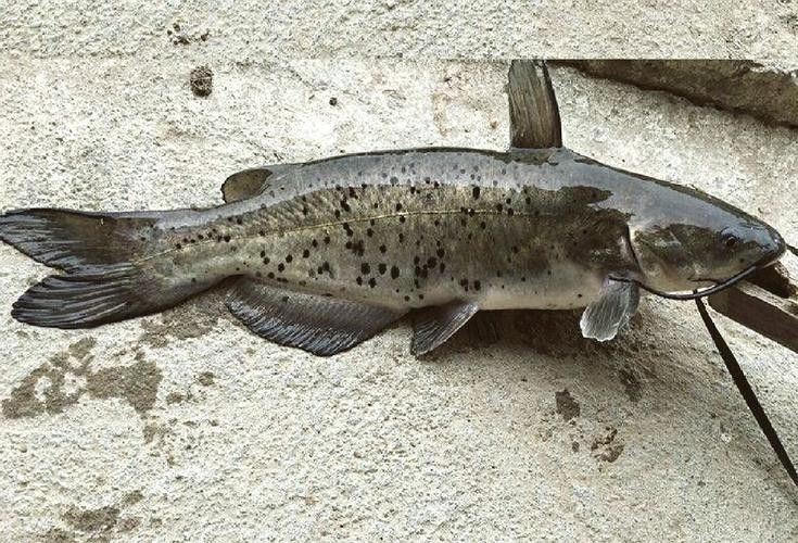 黔龍魚是什么魚種圖片大全