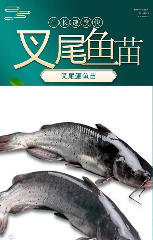 黔龍魚是什么魚種圖片大全