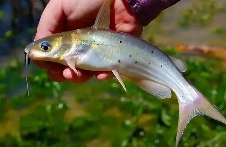 黔龍魚是什么魚種圖片大全