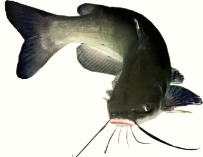 黔龍魚是什么魚種圖片大全