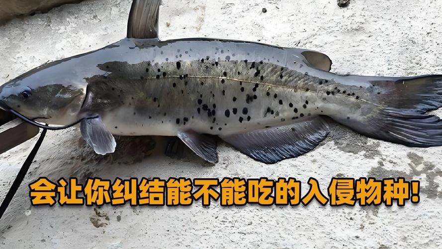 黔龍魚是什么魚種圖片大全