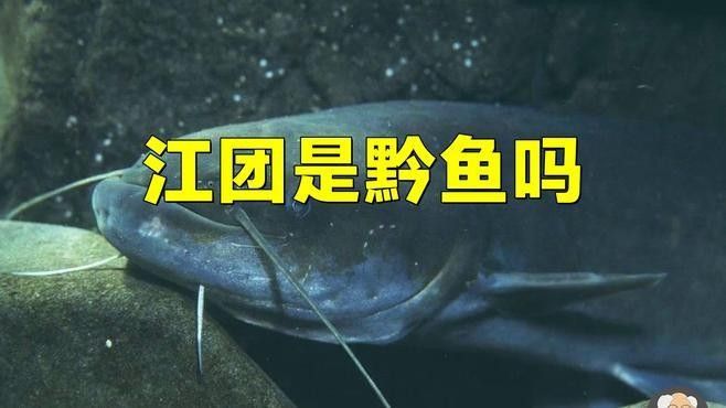 黔龍魚是什么魚種圖片大全