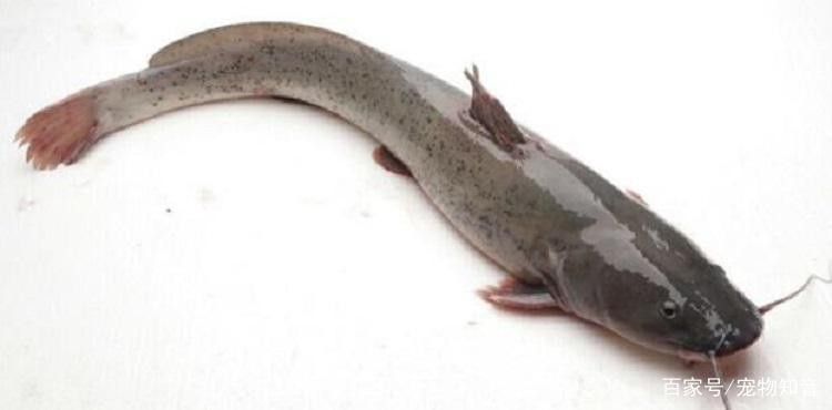 黔龍魚是什么魚種圖片大全