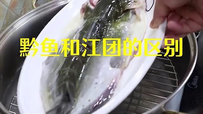 黔龍魚是什么魚種圖片大全