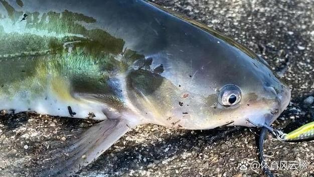 黔龍魚是什么魚種圖片大全
