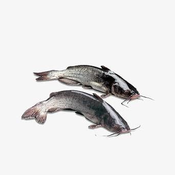 黔龍魚是什么魚種圖片大全