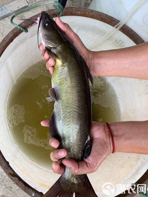 黔龍魚是什么魚種圖片大全
