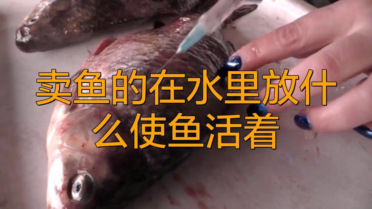 賣魚加什么藥水可以不死