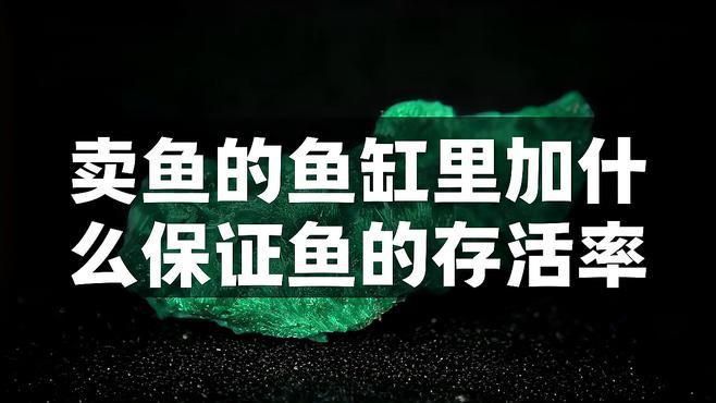 賣魚加什么藥水可以不死