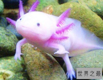 六角龍魚屬于什么魚（六角龍魚是一種水生蠑螈，而不是魚類，而是兩棲綱有尾目的蠑螈科）