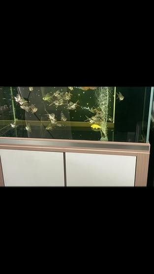龍魚缸適合養什么魚最好