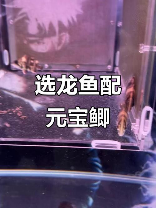 龍魚缸適合養什么魚最好