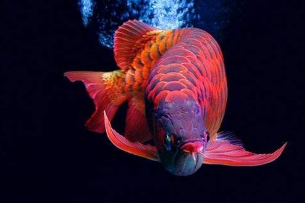 龍魚多大開始用燈：龍魚何時使用燈光