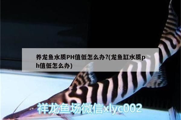 龍魚缸水質(zhì)ph值低怎么辦啊：龍魚缸ph值過低怎么辦