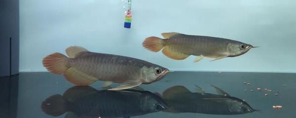 龍魚缸水質ph值低怎么辦?。糊堲~缸ph值過低怎么辦