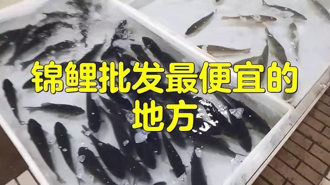 錦鯉批發市場在哪里